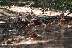 Platycercus elegans melanopterus