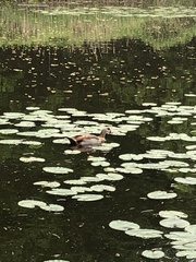 Alopochen aegyptiaca