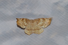 Euchlaena tigrinaria