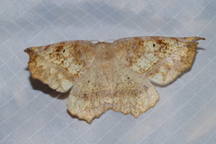 Euchlaena tigrinaria