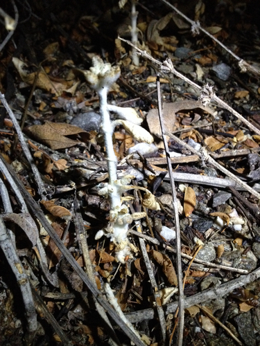 iNaturalist observation photo of Dicots