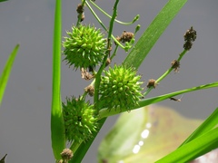Sparganium erectum neglectum