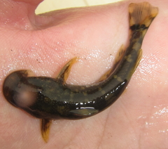 Chiloglanis anoterus