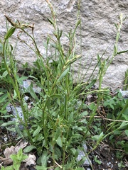 Rumex acetosella