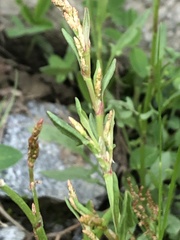 Rumex acetosella
