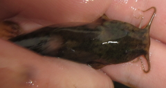 Amphilius uranoscopus