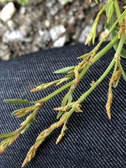 Rumex acetosella