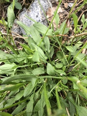 Rumex acetosella