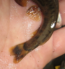 Amphilius uranoscopus