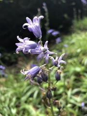 Hyacinthoides hispanica