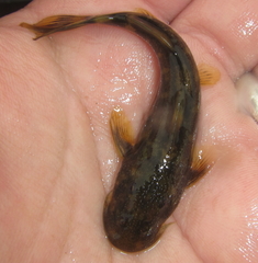 Chiloglanis anoterus