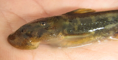 Chiloglanis anoterus