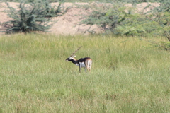 Antilope cervicapra