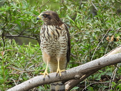 Rupornis magnirostris