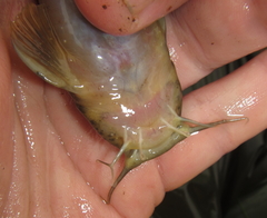 Amphilius uranoscopus