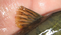 Amphilius uranoscopus