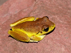 Ranoidea lesueuri