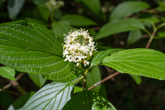 Cornus sericea occidentalis