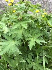 Geranium