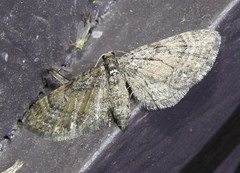 Eupithecia palpata