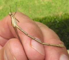 Lestes plagiatus