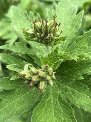 Geranium