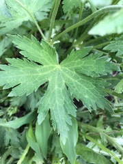 Geranium