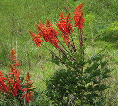 Erythrina humeana