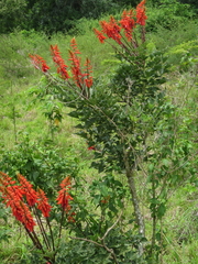 Erythrina humeana