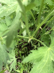 Geranium
