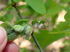 Macrodiplosis niveipila