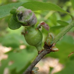 Macrodiplosis niveipila
