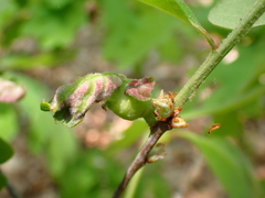 Macrodiplosis niveipila