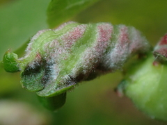 Macrodiplosis niveipila