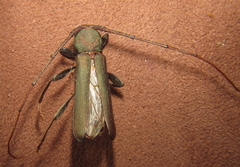 Xystrocera erosa
