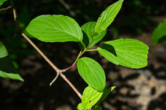 Cornus sericea occidentalis