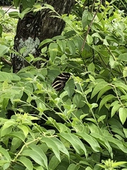 Heliconius charithonia