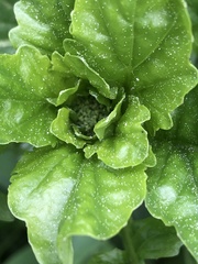 Barbarea vulgaris