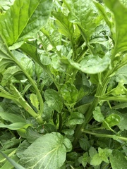 Barbarea vulgaris