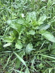 Barbarea vulgaris
