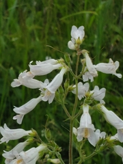 Penstemon pallidus