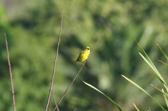 Anomalospiza imberbis