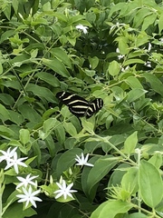 Heliconius charithonia