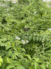 Heliconius charithonia