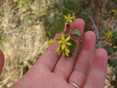 Ribes aureum