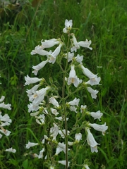 Penstemon pallidus