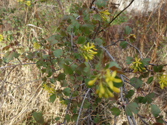 Ribes aureum