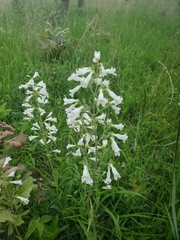 Penstemon pallidus