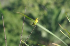Anomalospiza imberbis
