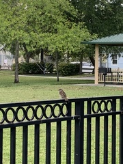 Passer domesticus
